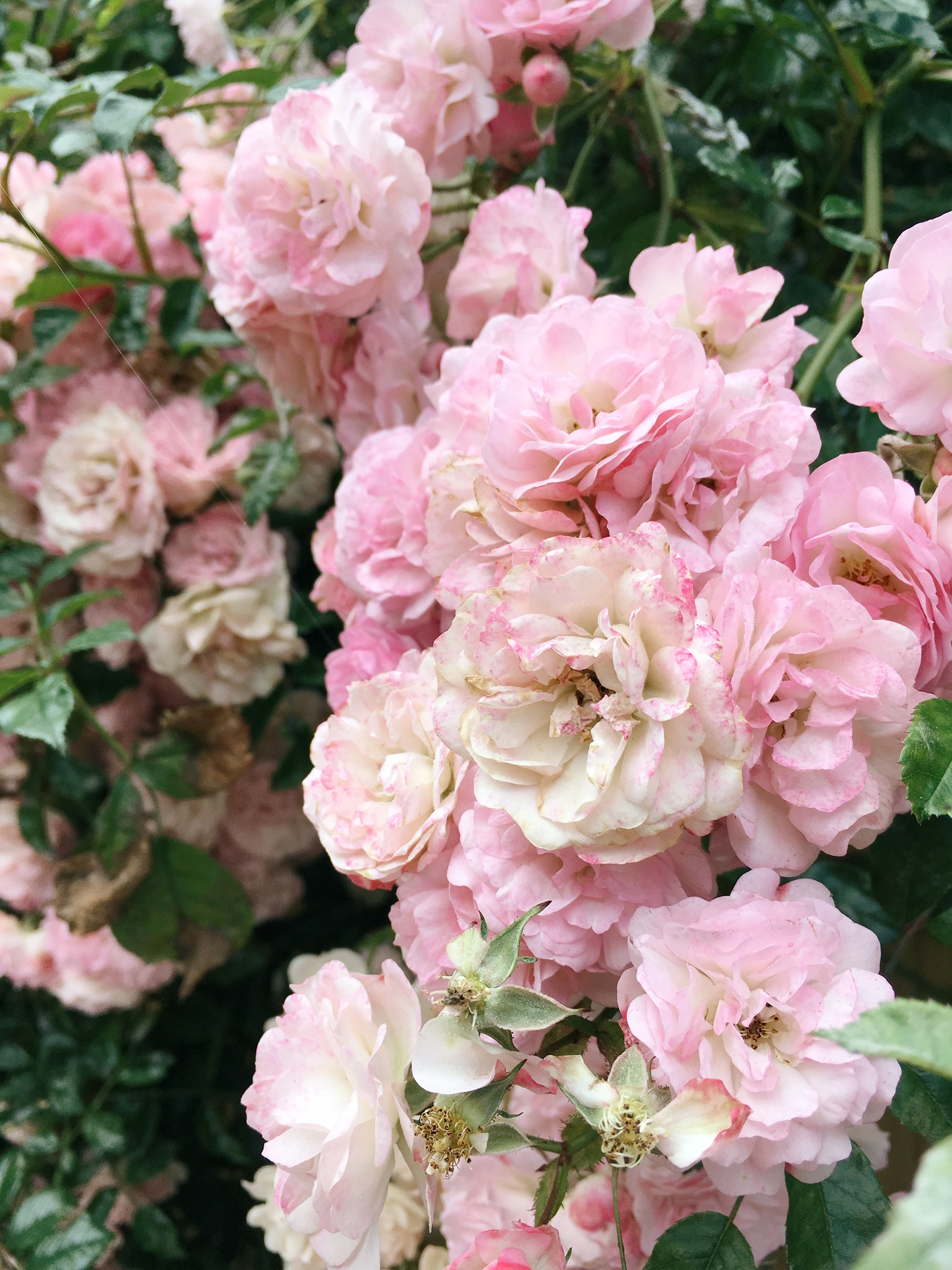 pink English roses