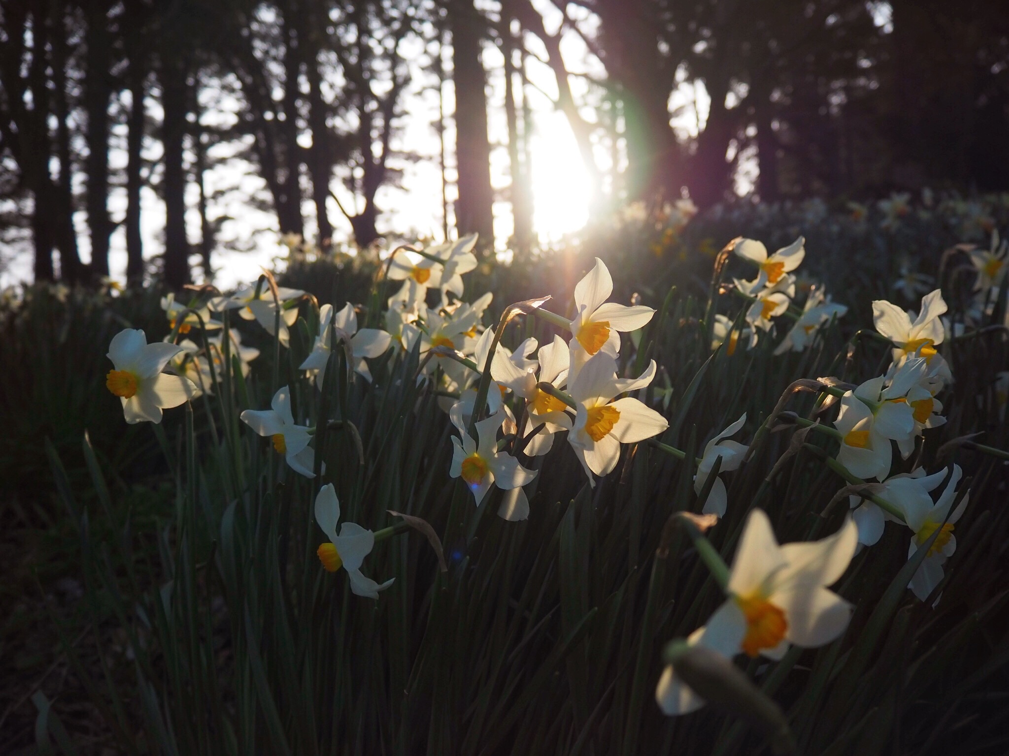 daffodils in evening light